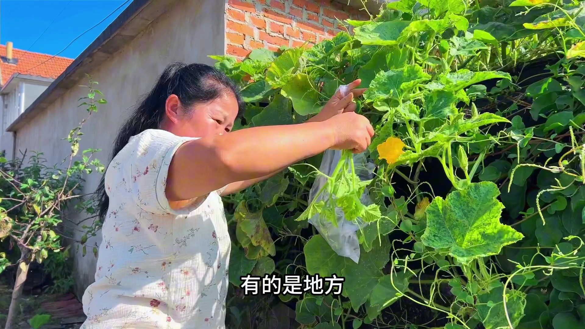 [图]这才是城里人喜欢的农村生活吧？菜园里各种菜都有，采的真过瘾