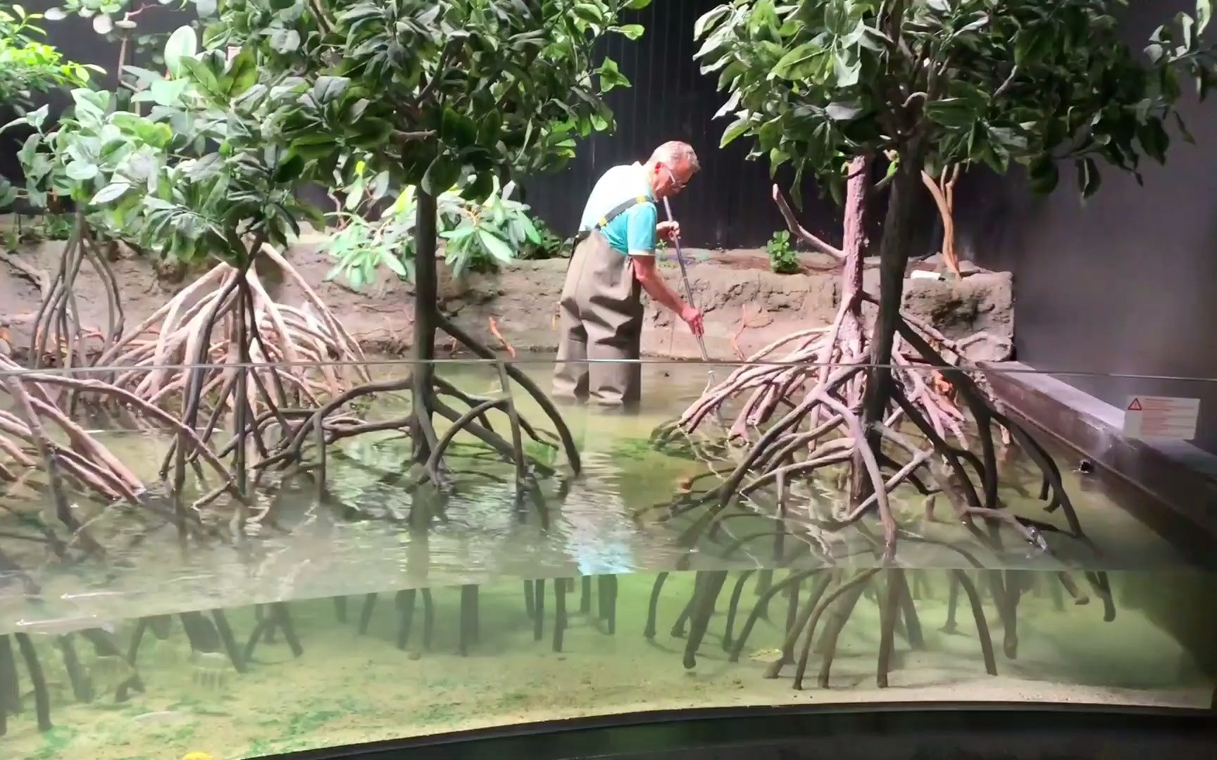 海水生态红树缸