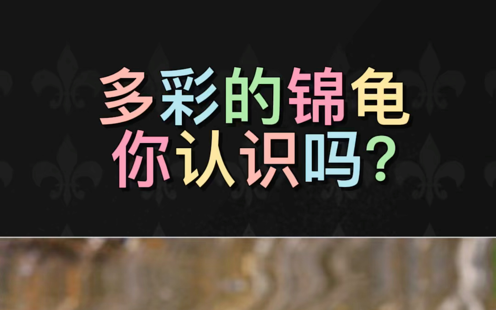 多彩的锦龟你认识吗?哔哩哔哩bilibili