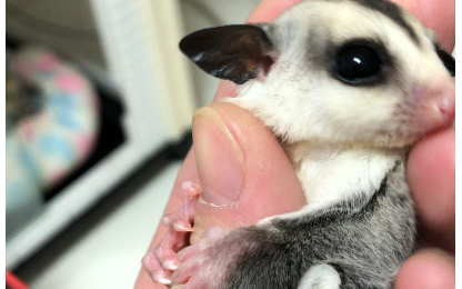 【蜜袋鼯】白脸小弟弟 卡姿兰大眼