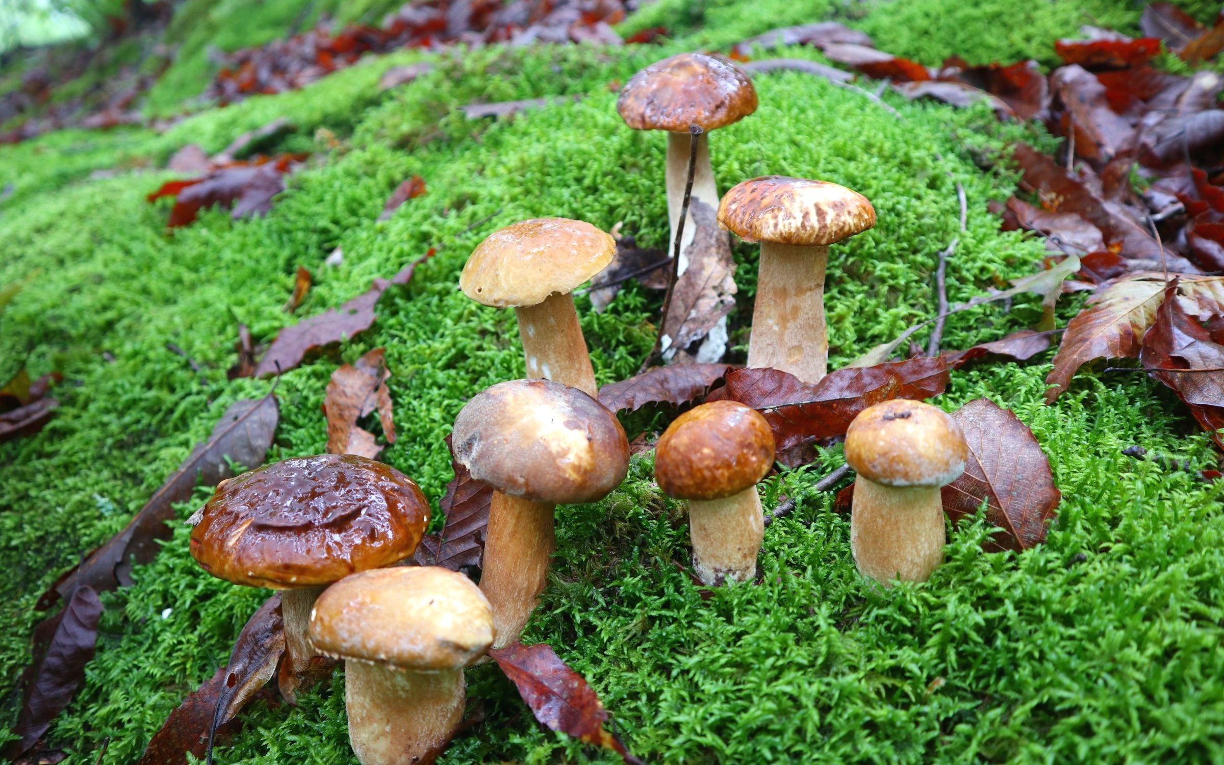 阿松现场采摘美味牛肝菌,又大又胖好过瘾,秦岭牛肝菌大量上市啦