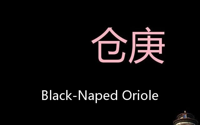 仓庚 Chinese Pronunciation blacknaped oriole哔哩哔哩bilibili