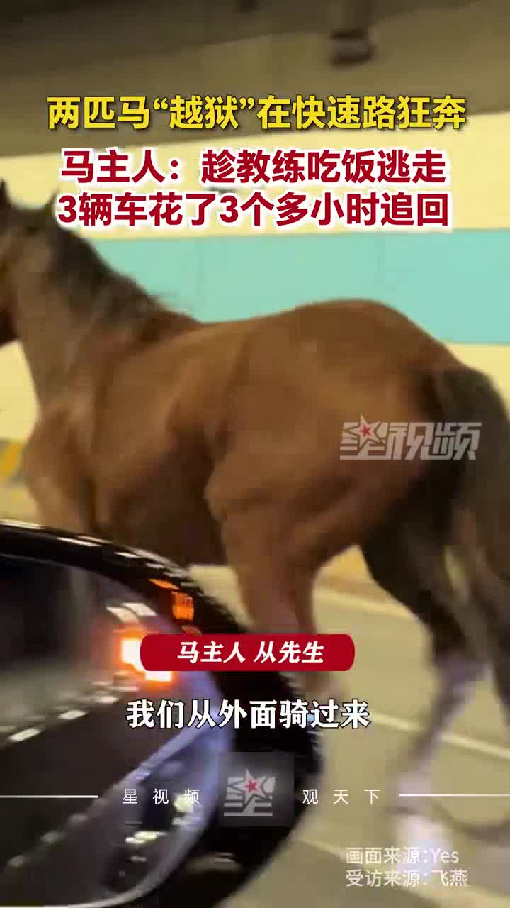 两匹马“越狱”后在快速路上狂奔，马主人：用了3辆车追3个多小时