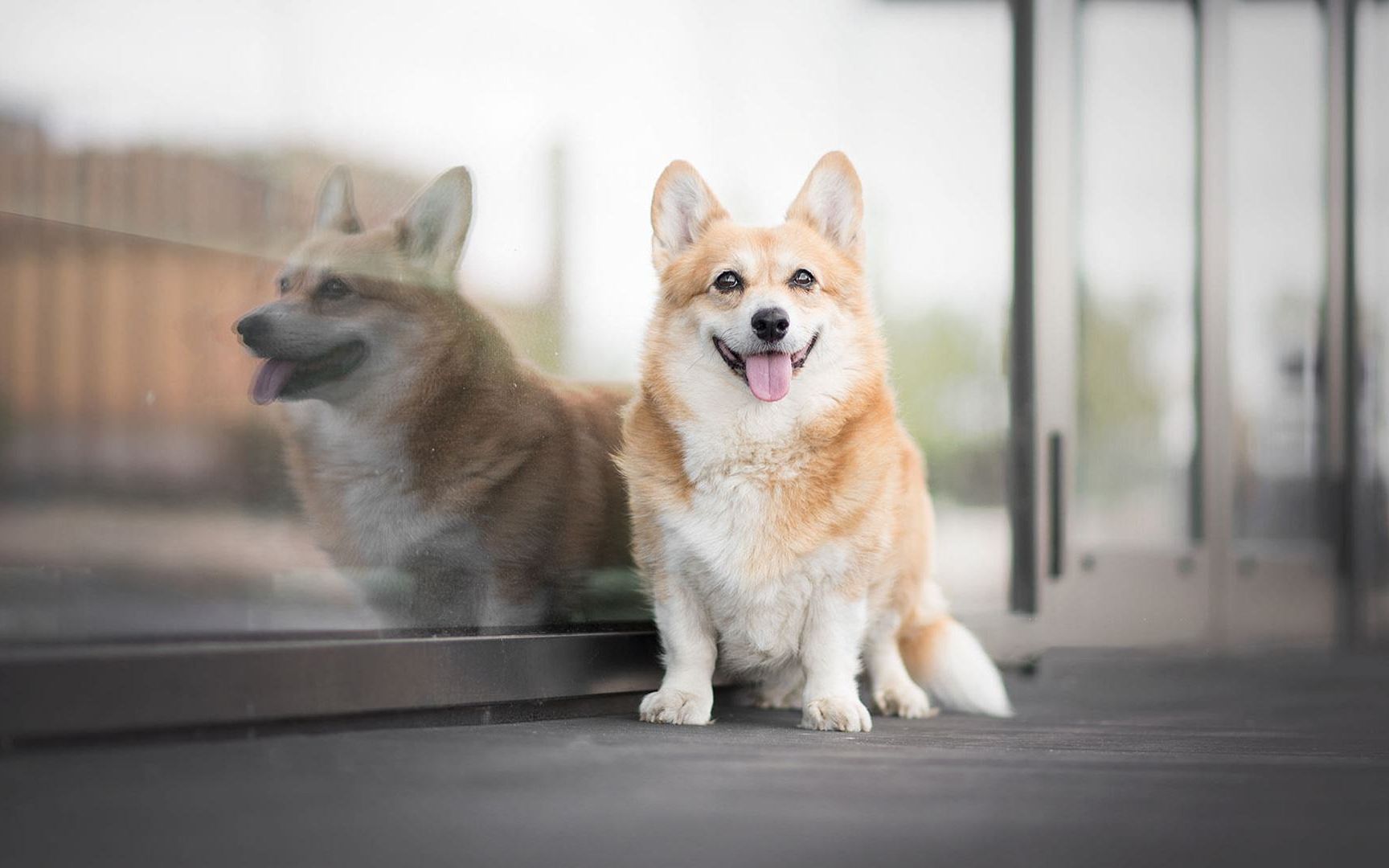 狗狗的美好岁月:一家人的活宝,萌宠威尔士柯基真是太有爱了