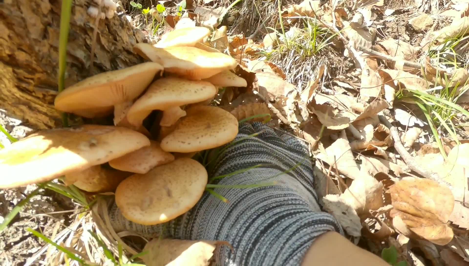 [图]小杨一家采蘑菇，三满桶加两兜子挑着扁担哼着歌，满载而归真快乐