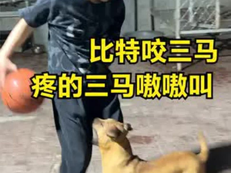 恶犬比特偷袭姚三马,一口咬住大腿不松嘴,三马差点丢掉性命