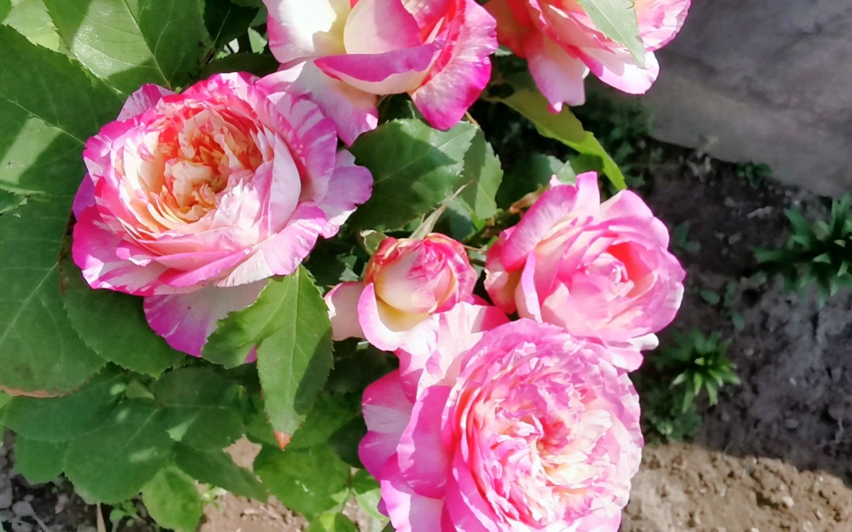 戴尔巴德条纹月季马克夏加尔