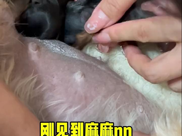 刚出生还不会吃n的约克夏狗狗