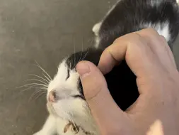 奶牛终于来蹭我了