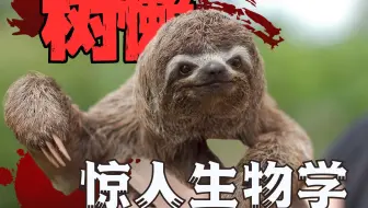 树懒那么慢，为什么不会灭绝？