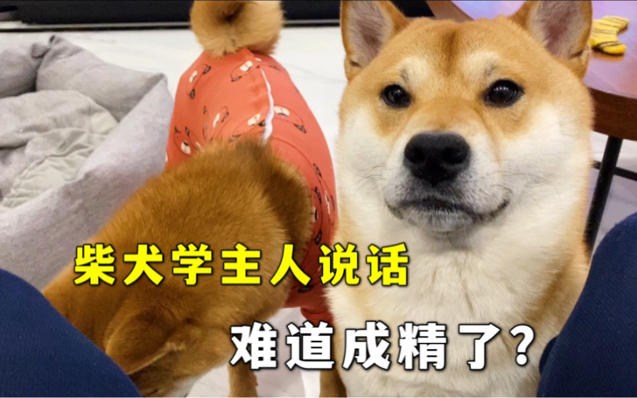 柴犬小七学主人说话,这也太像了吧哔哩哔哩bilibili