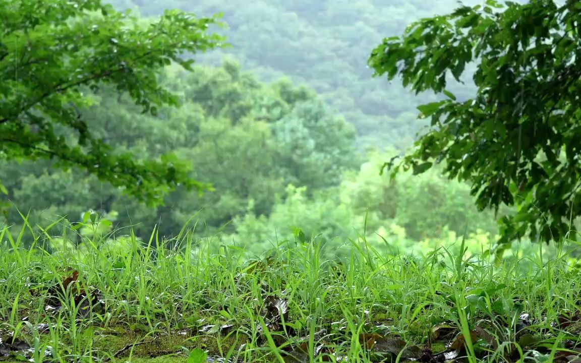 [图]细雨落在新绿的草地上， 让眼睛和心灵得到真正的净化！