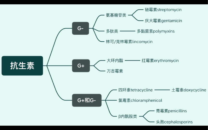 抗生素2(氨基糖苷类,四环素类,大环内酯类等)【药理学期末速成27.2】哔哩哔哩bilibili