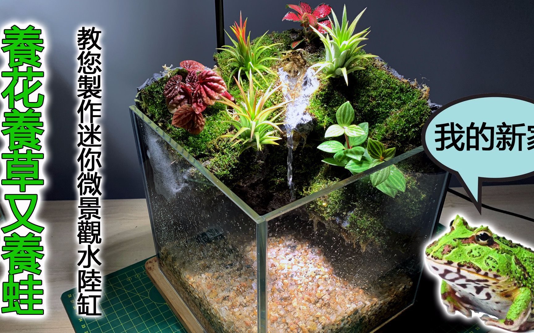 给小角蛙的新家教您制作迷你微景观水陆缸养花养草又养蛙bilibili新星