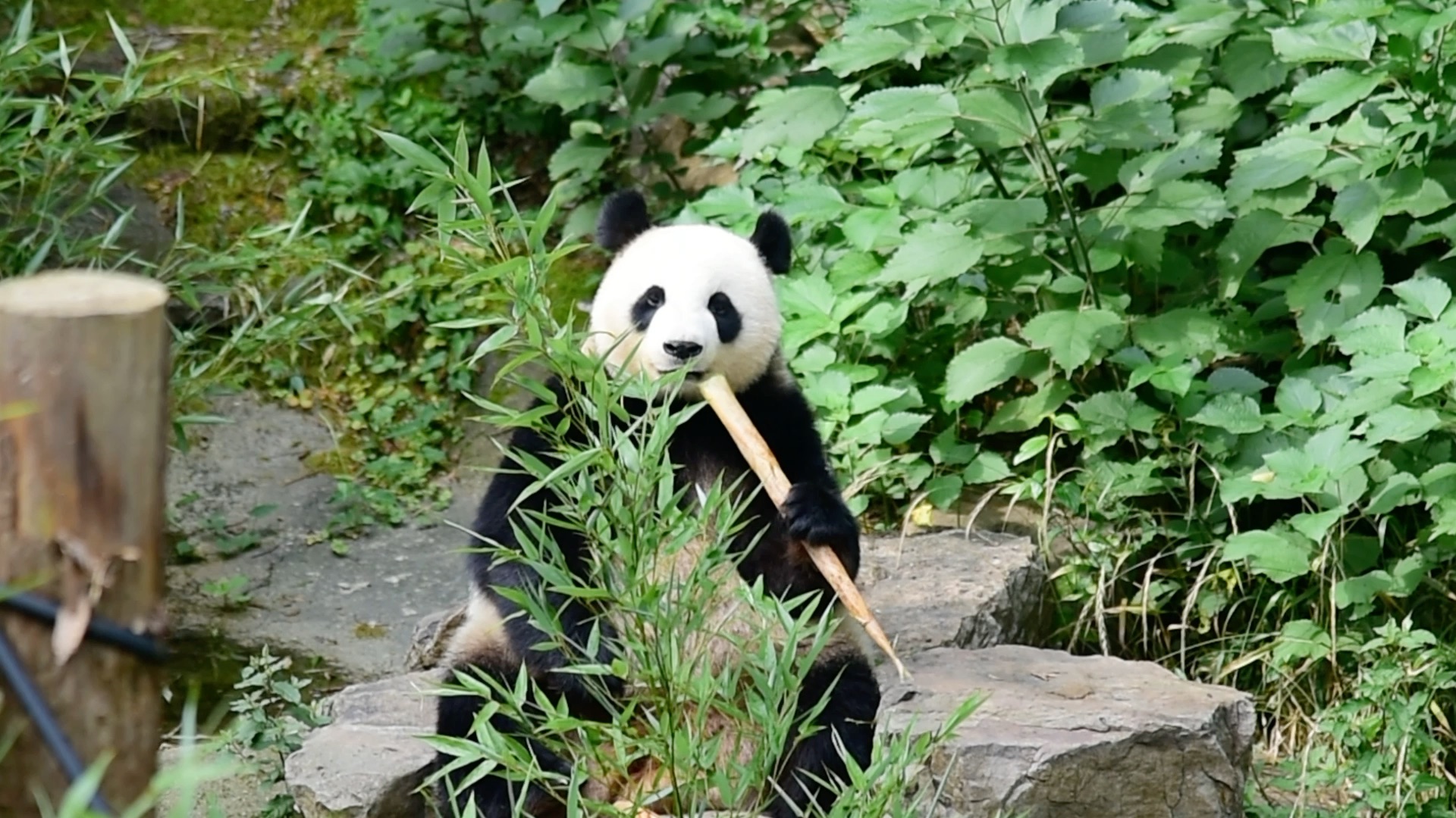 红山动物园的熊猫