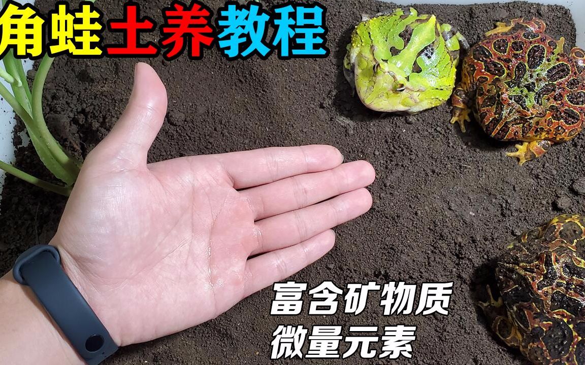 角蛙土养视频详解:角蛙怎么土养?土养有什么好处 he best breeding environment for Horned Frog!!哔哩哔哩bilibili