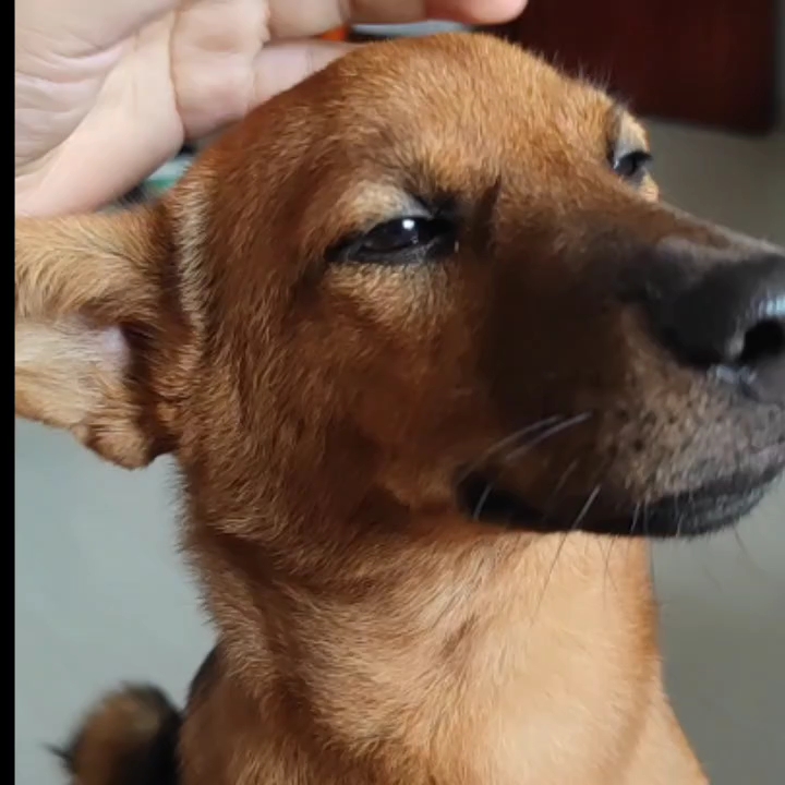 一只黄狗,取名新狗.