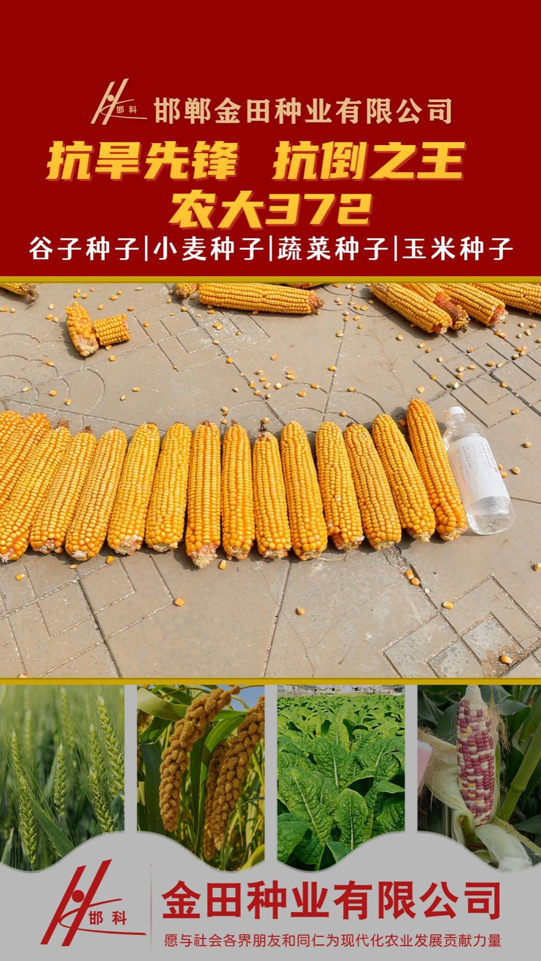 农大372玉米品种简介图片