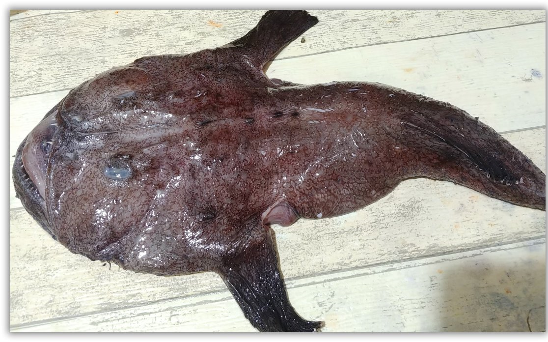 【日本美食】怪兽一样的安康鱼有几种吃法?