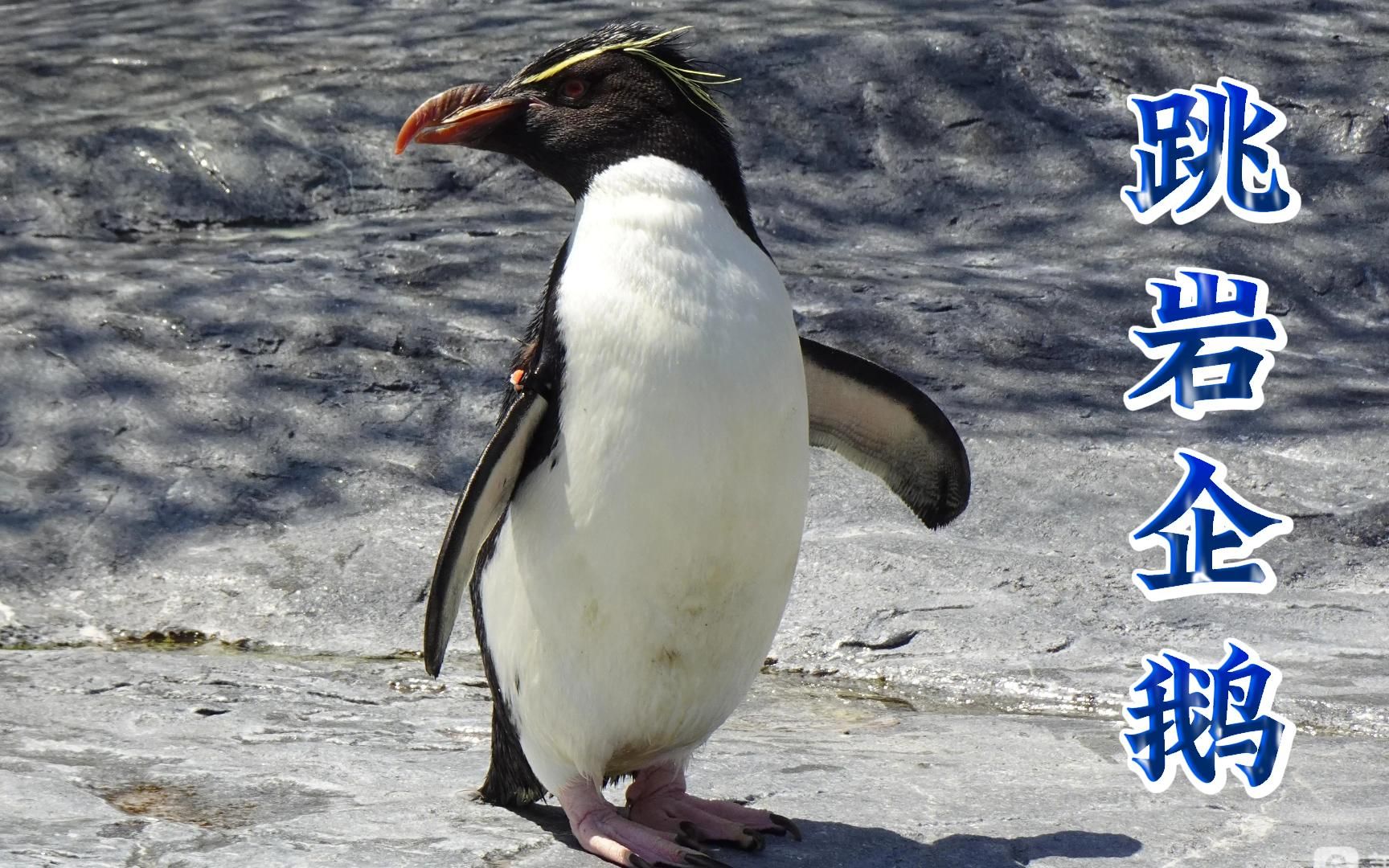 221162跳岩企鹅 野生保护动物