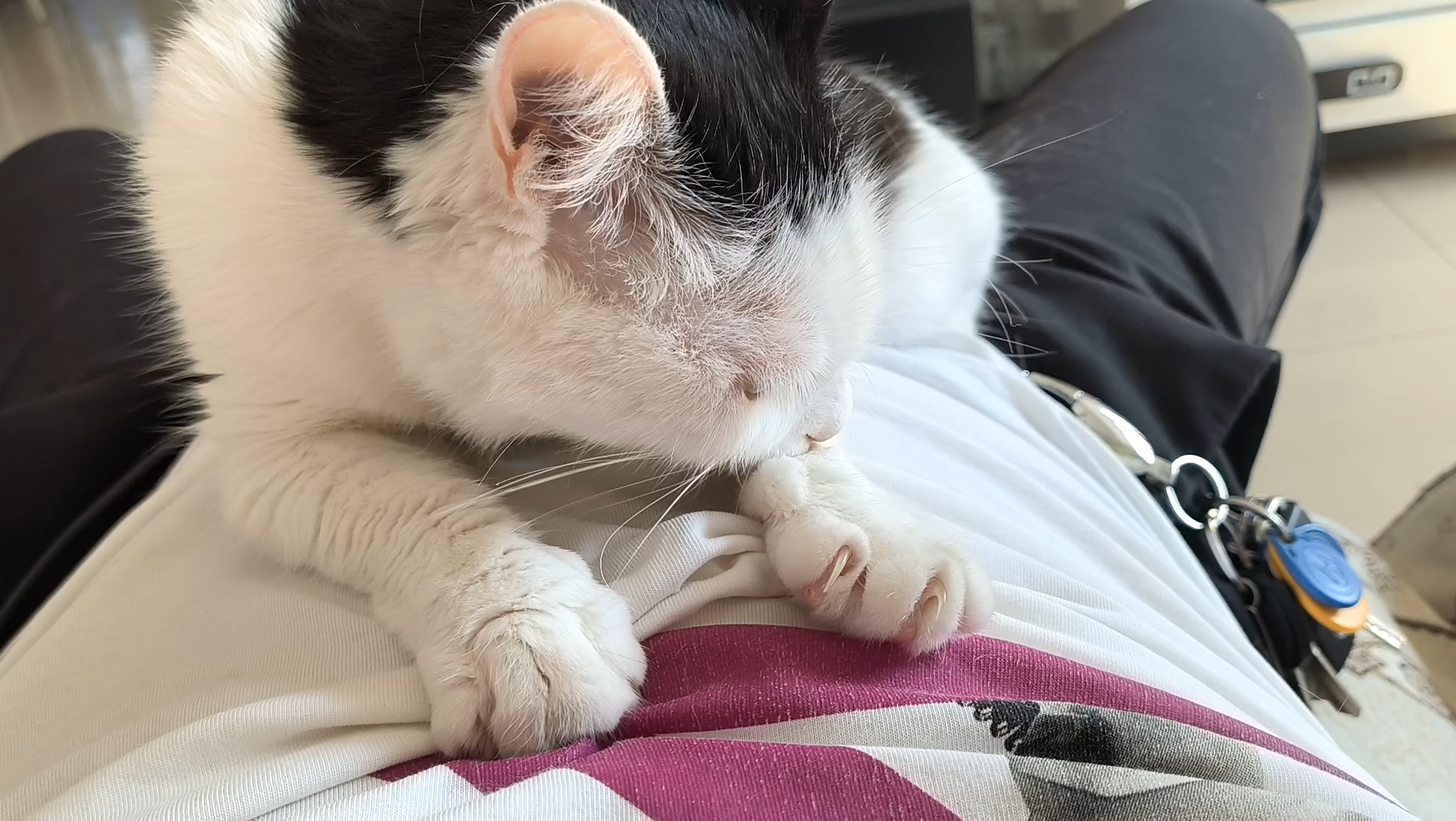 六一快乐我的皮皮喵