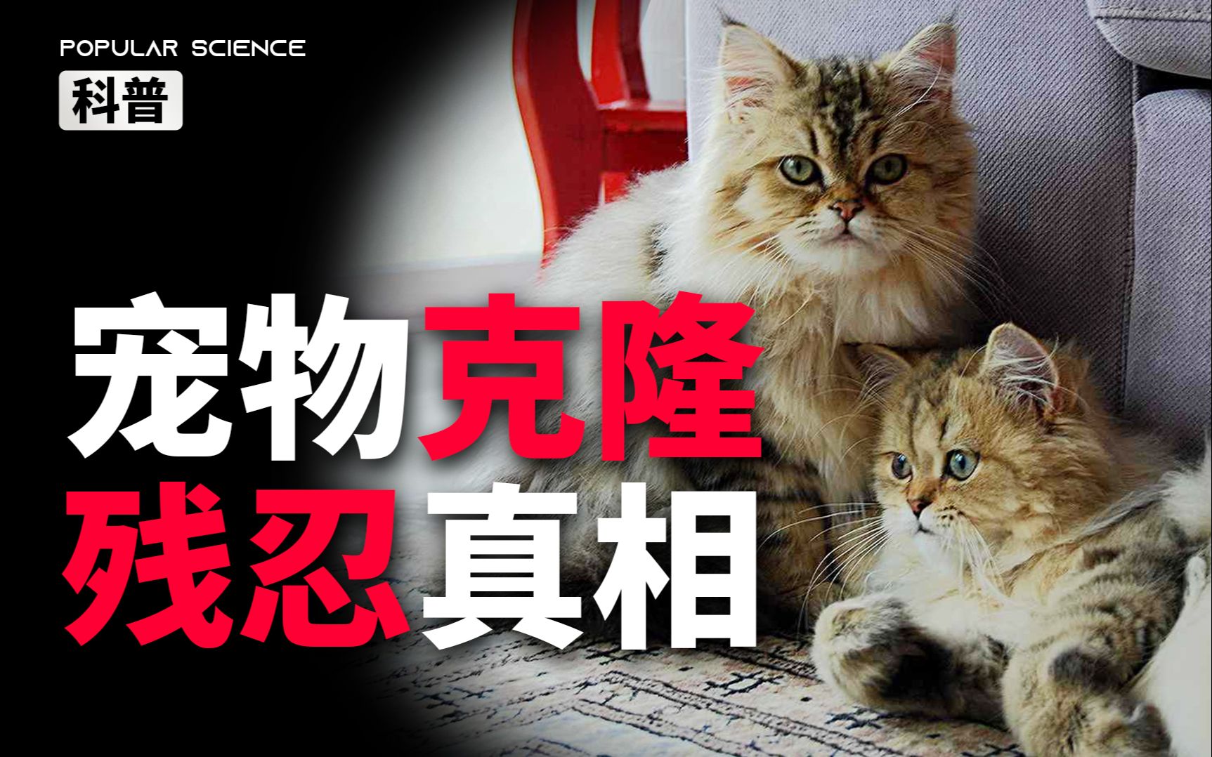 克隆1只=虐杀16只,宠物克隆有多残忍?