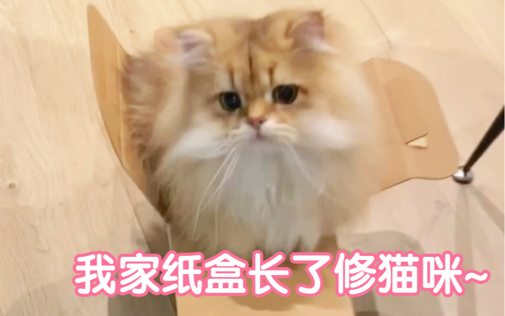 你家盒子里也长修猫咪了嘛~哔哩哔哩bilibili