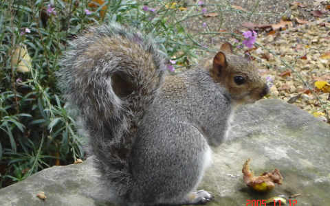 A Squirrel @ Sheffield Botanical Gardens 谢菲尔德植物园的松鼠𐟐🯸哔哩哔哩bilibili