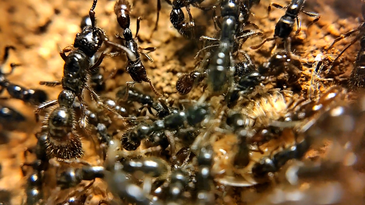 【蚂蚁日常】槽结粗角蚁 cerapachys sulcinodis