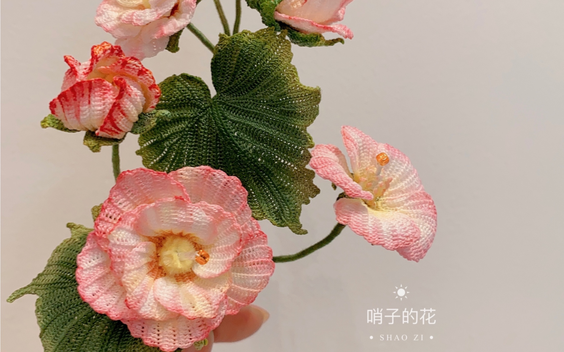 [图]微钩木芙蓉