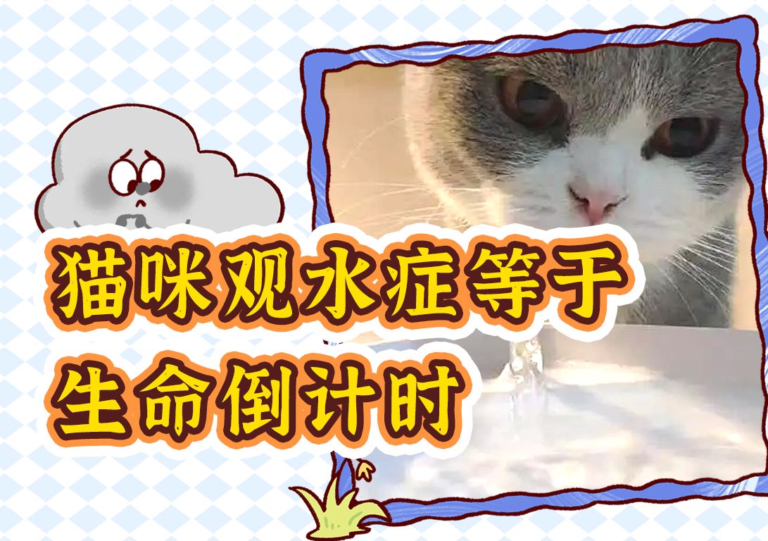 建议所有铲屎官重视猫咪观水症! 再晚,猫命不保!哔哩哔哩bilibili