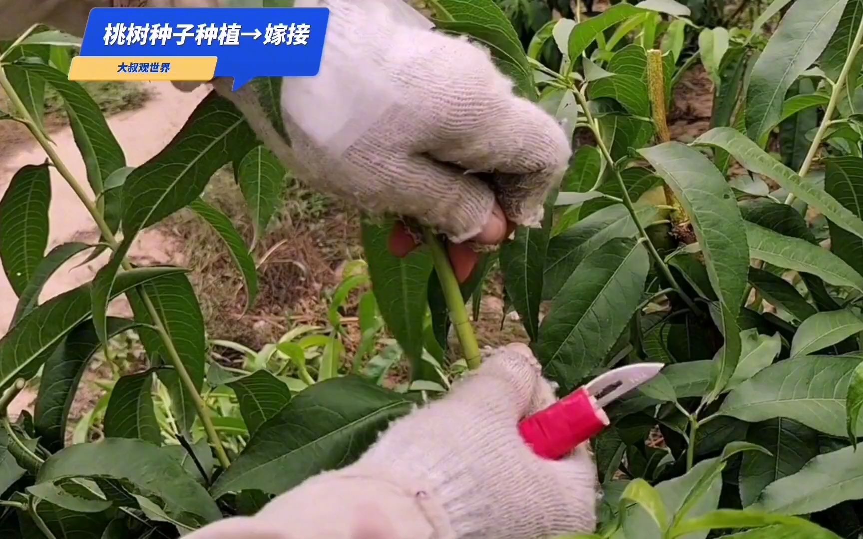 桃树嫁接时间和方法(桃树嫁接时间和方法视频)