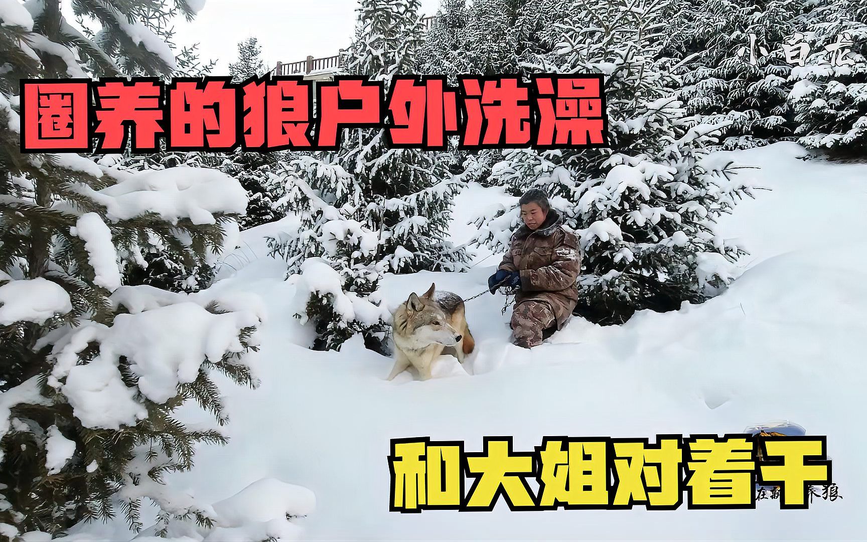 [图]圈养的狼也要洗澡？牵着狼王去雪地里面洗澡