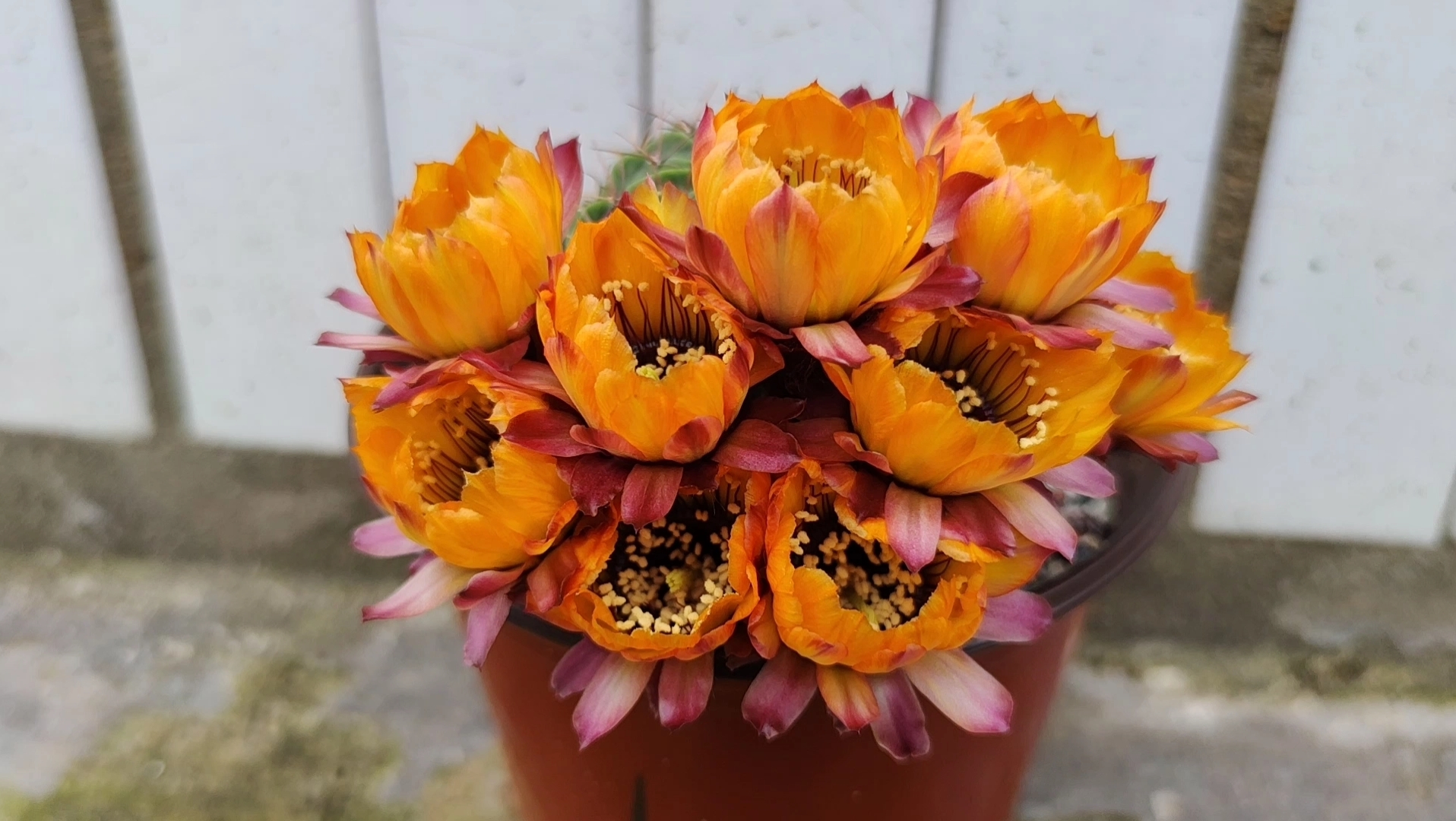 每日分享 黑喉丽花仙人球开花