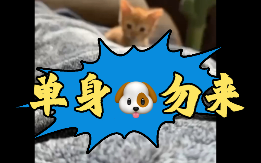 警告警告|单身狗勿入