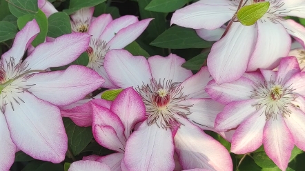 铁线莲:花边石竹 渐变色,颜色对比鲜明.花期春夏秋