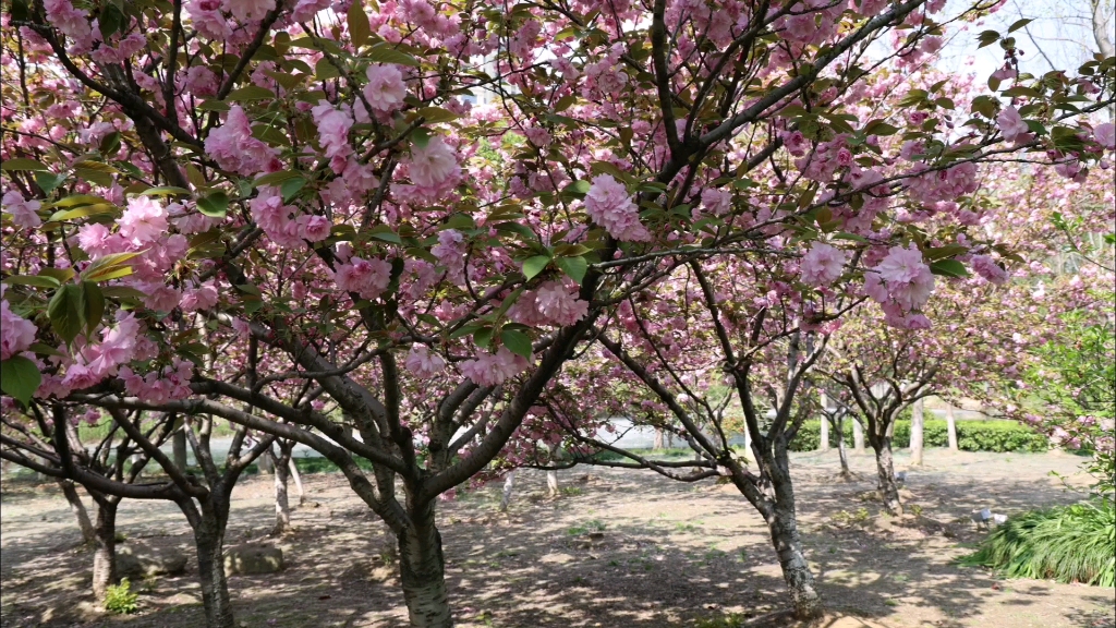 蘇州市 工業園區 白塘公園的晚櫻開了