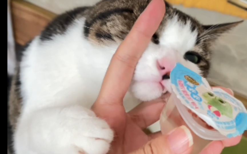怎么会有这么爱吃果冻的小猫咪啊?_哔哩哔哩_bilibili