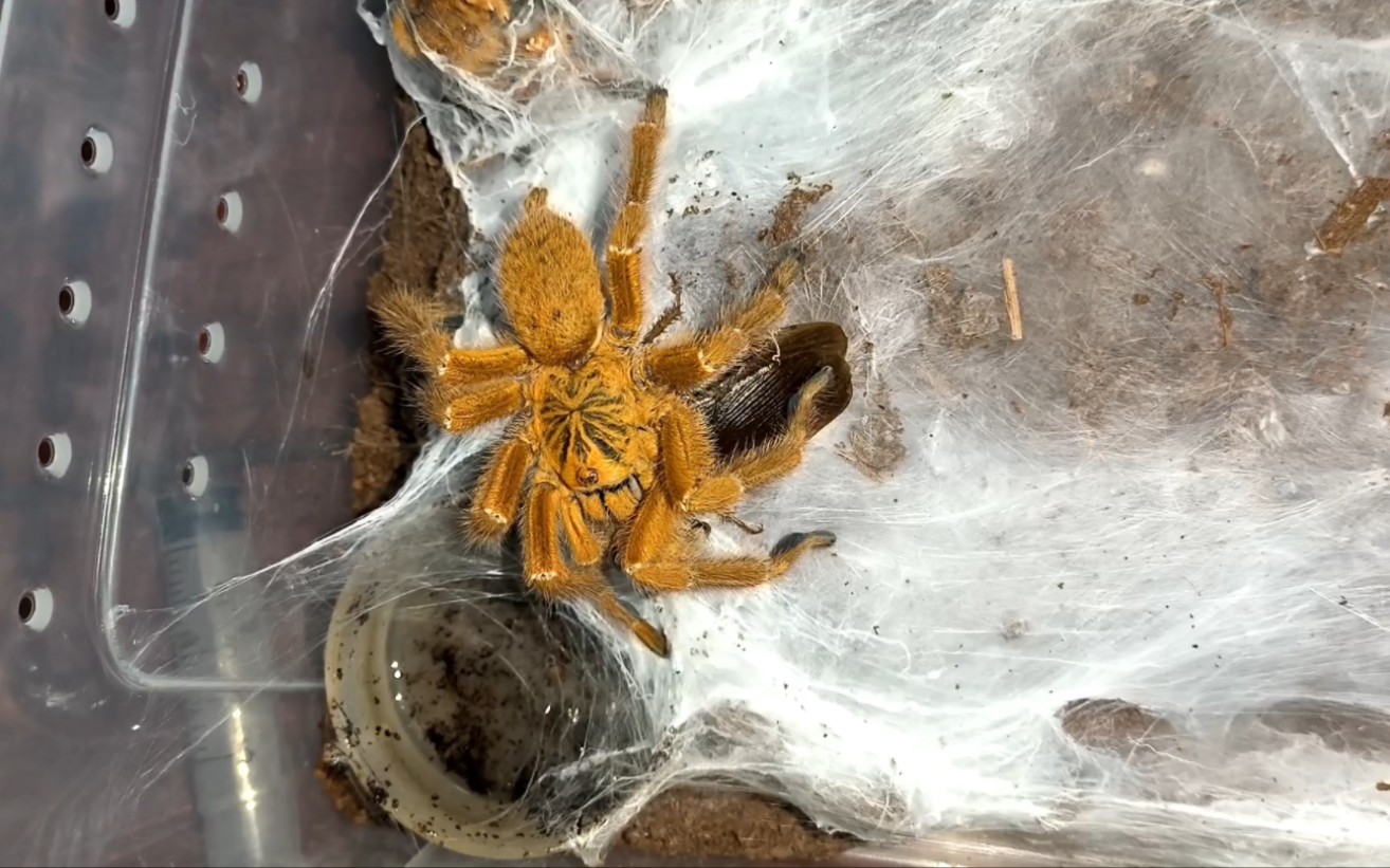 橙巴布蜘蛛造景图片