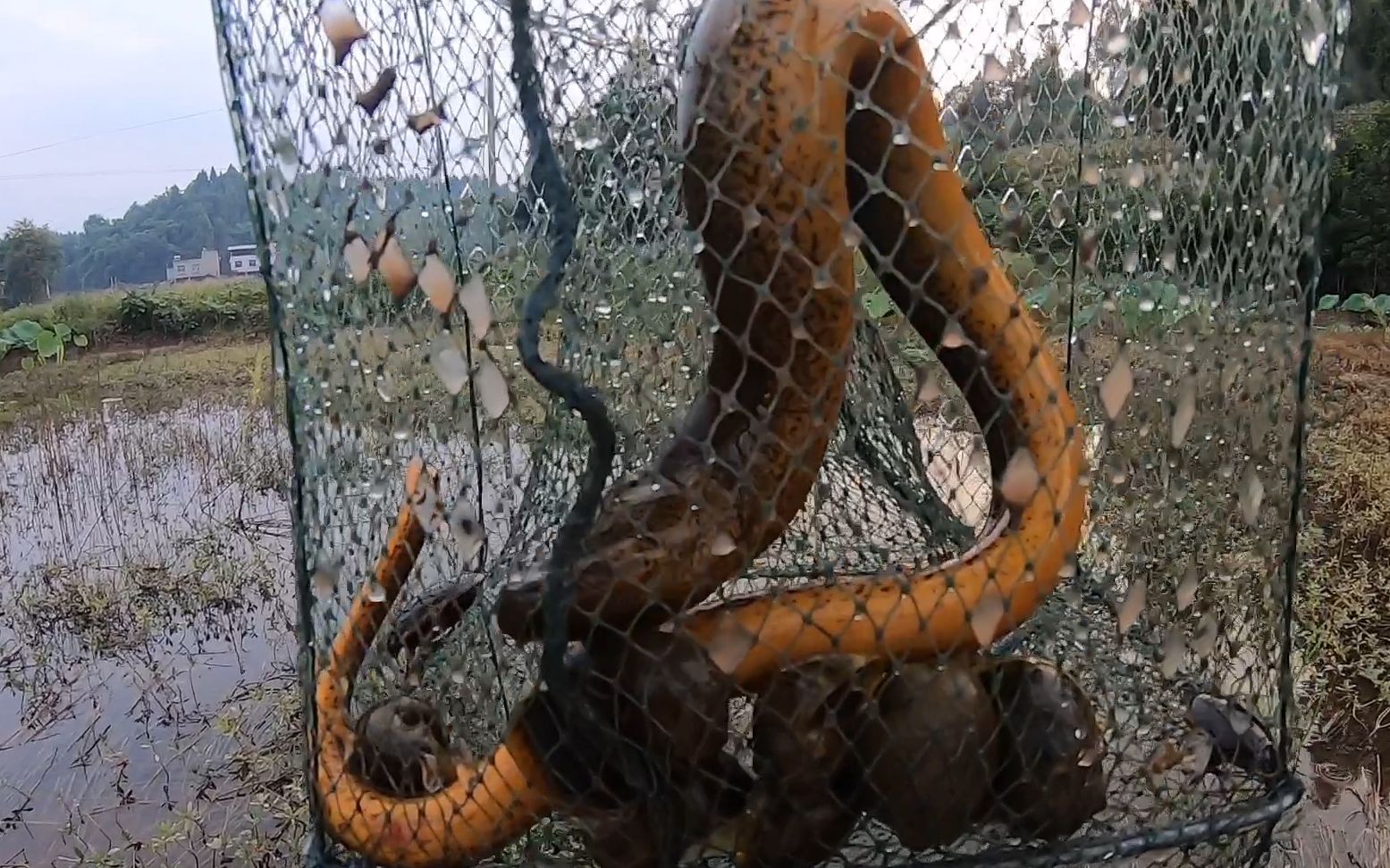 小毛找到一个新资源,抓到一条大黄鳝,猜猜有多重!