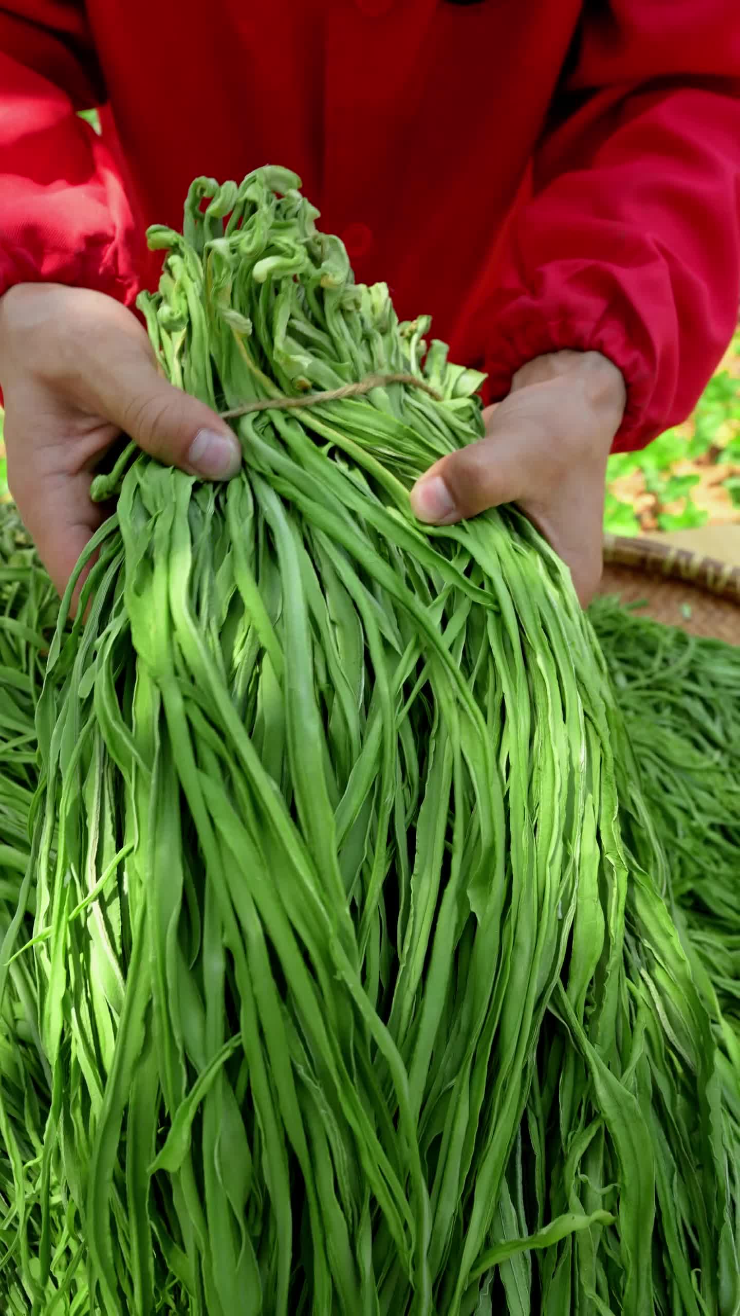 你們認識這個嗎?這個可不是萵筍呢,這個是吃起來嘎嘣脆的貢菜