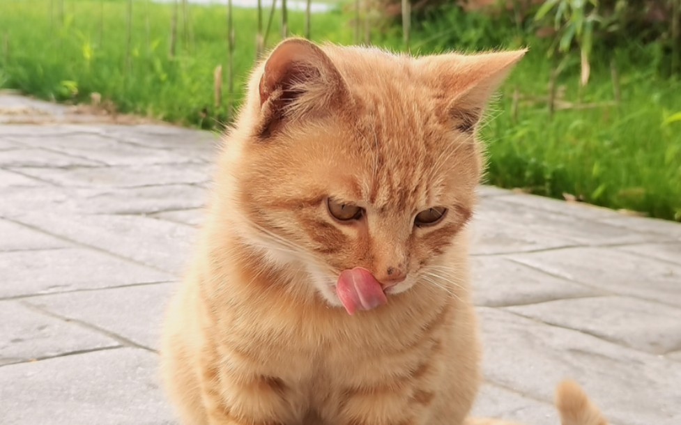猫咪视频=猫咪视频可爱