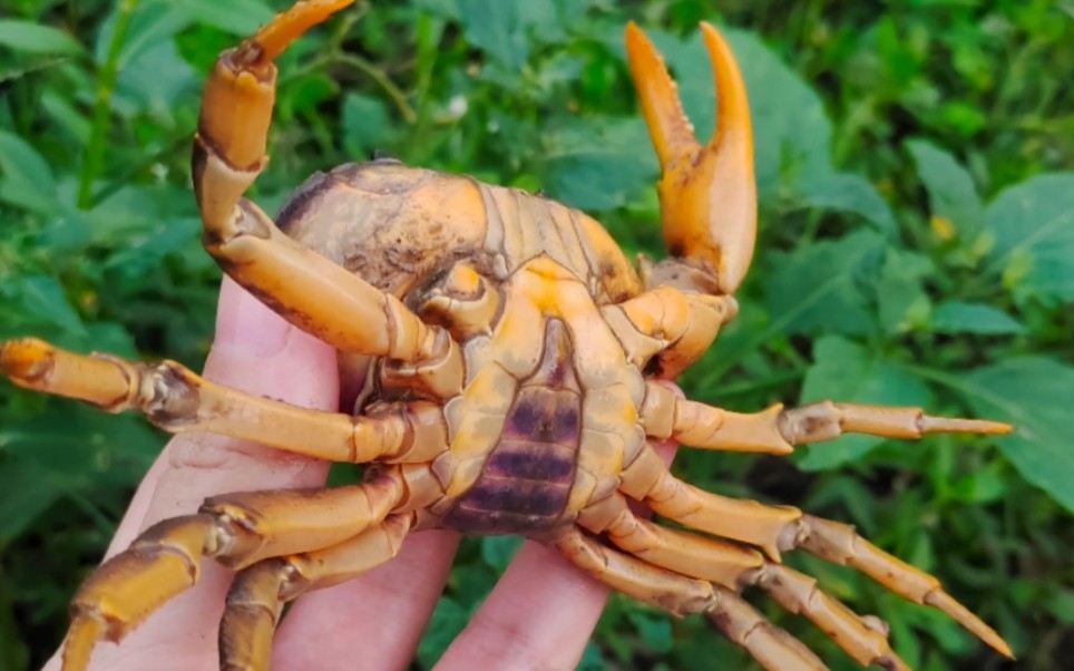 独臂蟹&冒险之旅