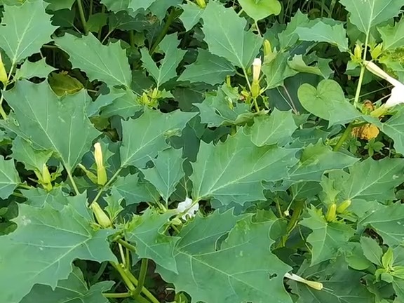 430 曼陀罗:茄科曼陀罗属草本植物.注意有毒植物. @dou 小助手