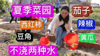 Download Video: 小家庭种黄瓜、茄子、西红柿、豆角等结果类，夏季浇水注意2点