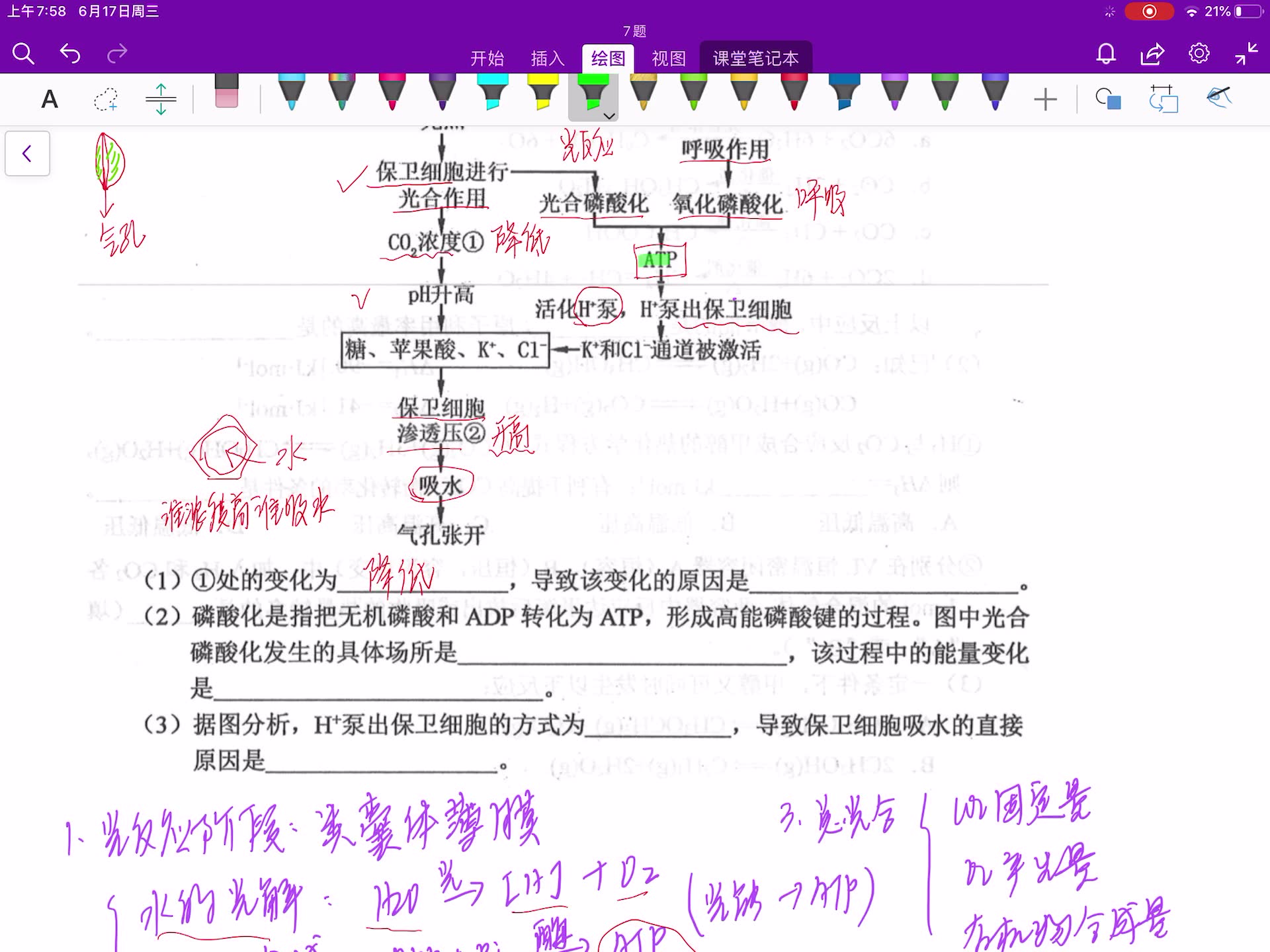 [图]29题，光合，科学研究表明，光照促进植物的保卫细胞中相关有机物和离子的积累，是影响气孔运动的主要因素。