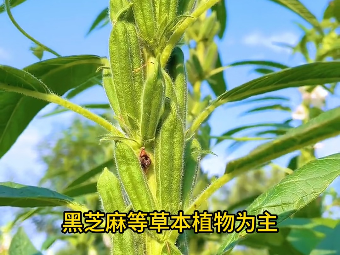 秀丝顿广州植物养发馆加盟 给你自然的养发体验 十九年致力植物养发哔哩哔哩bilibili