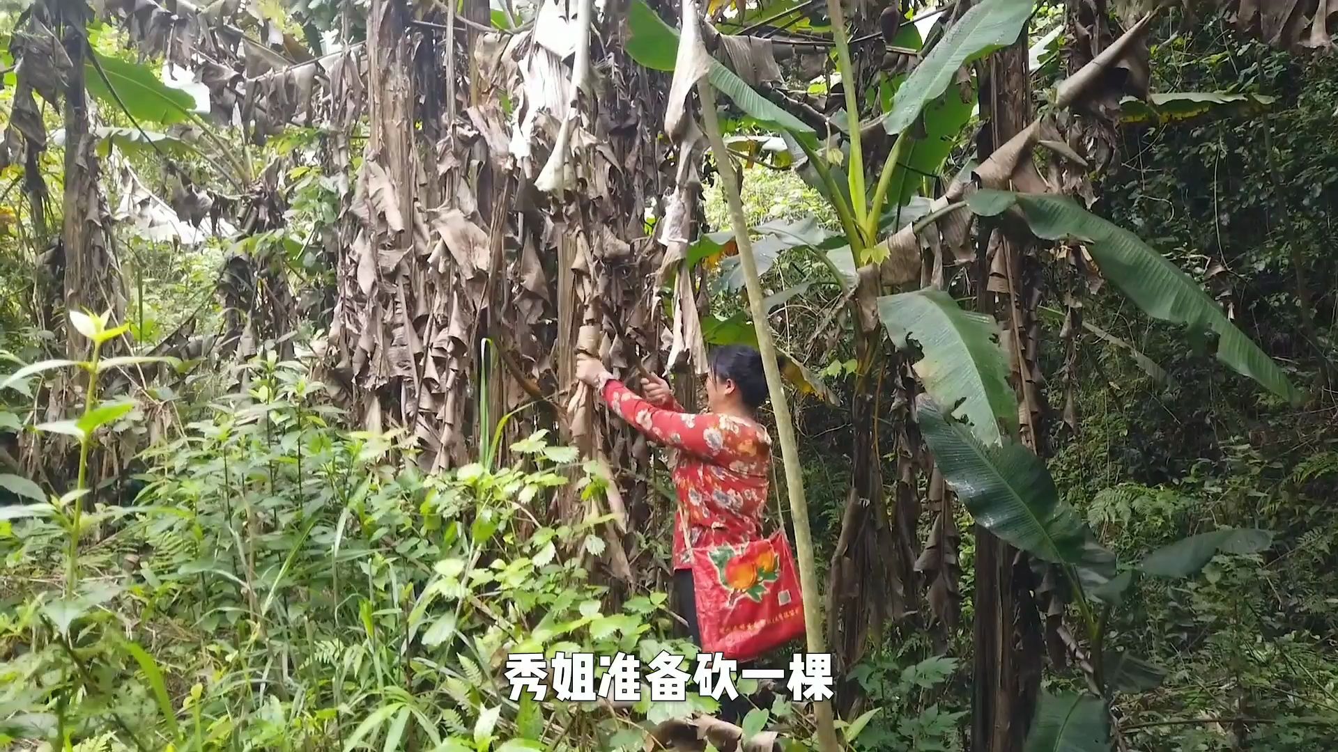 [图]传说一棵芭蕉树喂鸡可以顶十斤粮，砍两棵试试，效果好到不行