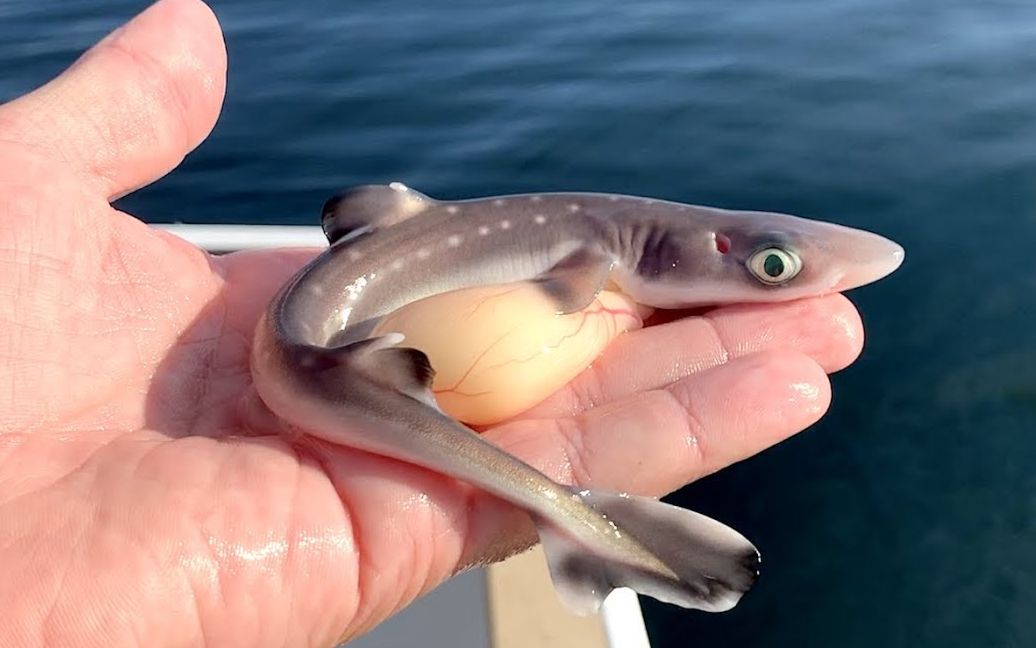 【catch&cook|英字幕】-炸鱼哥竟然意外钓到一只怀孕的母鲨鱼?