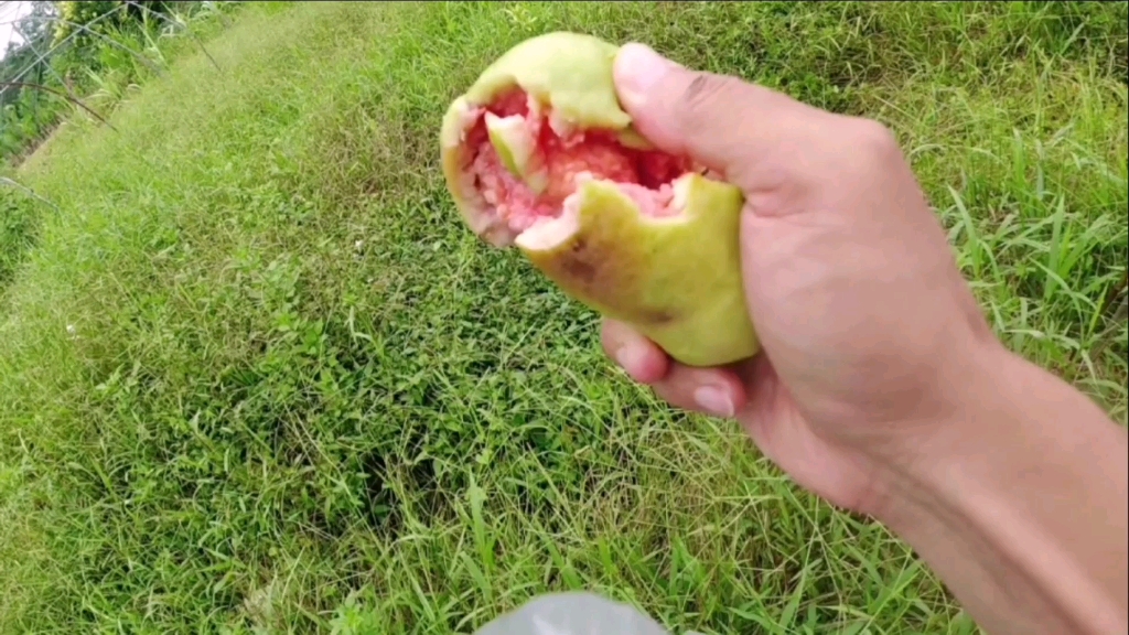 番石榴不套袋不打药,果蝇教你做人